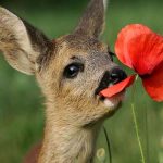 دانلود آهنگ میخوام برم کوه شکار آهو