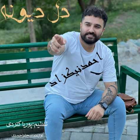 دانلود آهنگ احمد نیکزاد دل دیوونه دانلود آهنگ احمد نیکزاد دل دیوونه