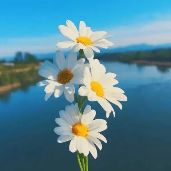 دانلود آهنگ میخوایم بدیم جر باندو