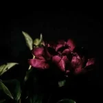 دانلود آهنگ میخکی کانی اوینم با صدای زن کامل